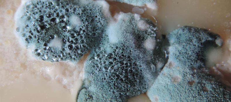 Get a mold inspection from North West Home Inspections